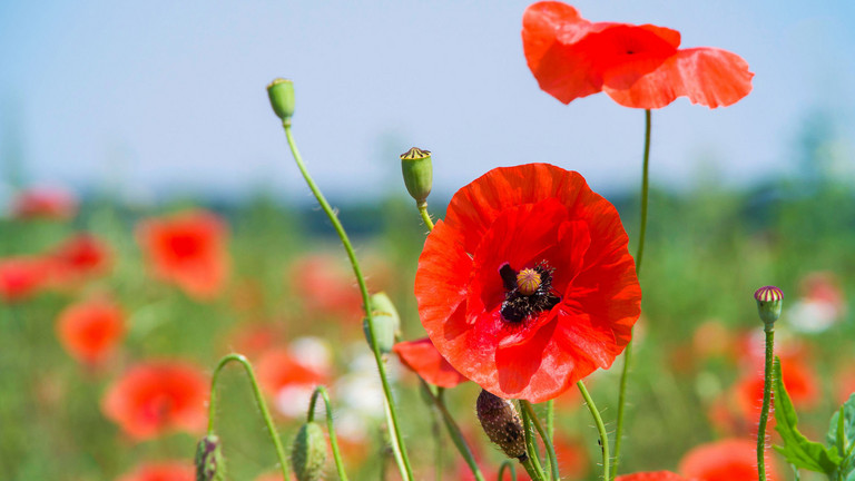 Meadow with poppies as a symbol of the fertility center at the Albertinen Hospital/Albertinen International in Hamburg Meadow with poppies as a symbol of the fertility center at the Albertinen Hospital/Albertinen International in Hamburg